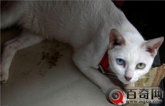 阴阳眼是什么眼？真存在阴阳眼的人吗？