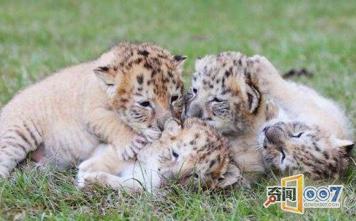 白狮和白虎相爱，产下“神兽”萌翻世界