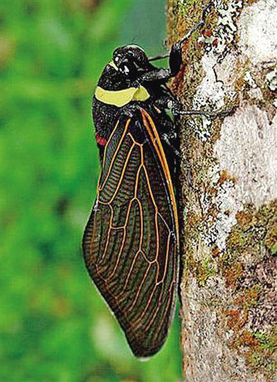 自然科学未解之谜(组图)