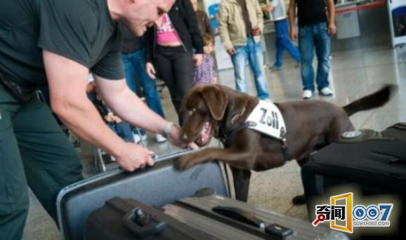 检查人员带汪星人查这个，引围观，成为一道风景