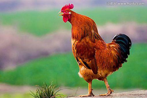 十二生肖属鸡的历史传说是什么-