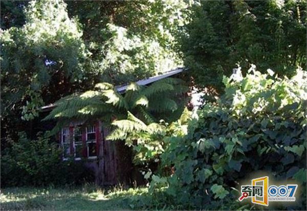 女子森林独居34年,花8年自建房,用牛粪糊墙