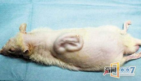 怪异小白鼠后背长着“耳朵”，原因让人意外