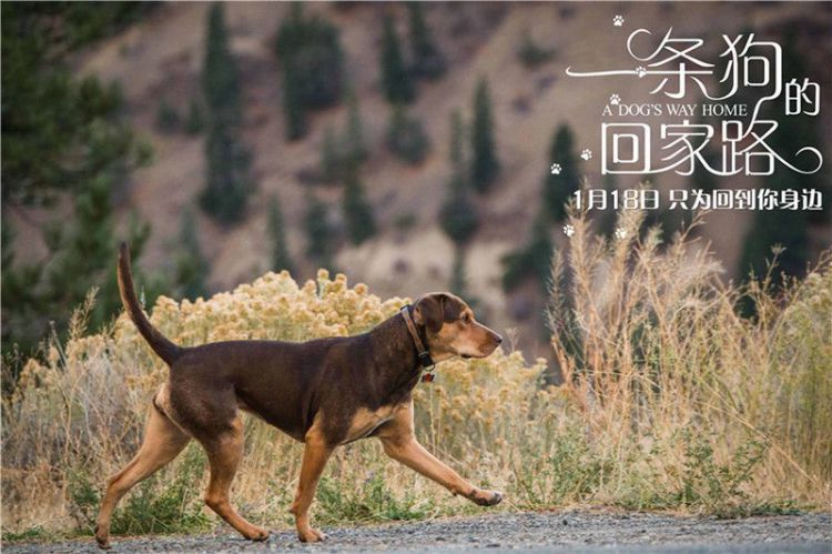 《一条狗的回家路》公映顶级配乐助阵贝拉流浪之旅