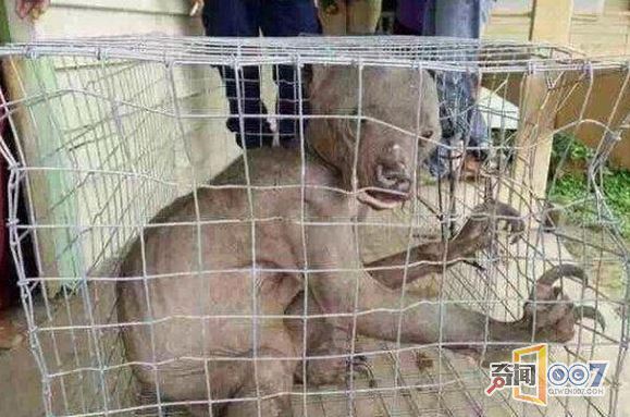 诡异!广东活捉“水鬼”真相惊人