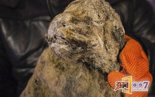 男子捡回一块奇特的石头，引起考古学家的注意