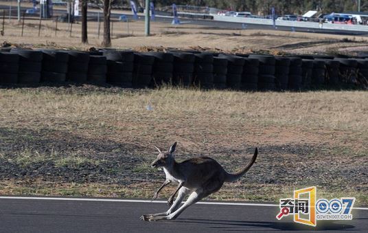 袋鼠与摩托车赛跑 险酿事故