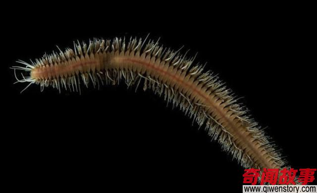 印度洋深海下到底有什么，科学家为何不敢公开真相？