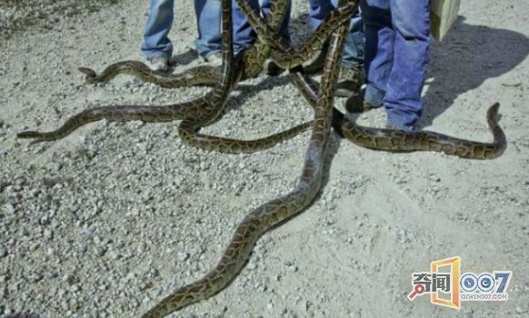 大型物种入侵,当地人为了奖金竞相捕杀