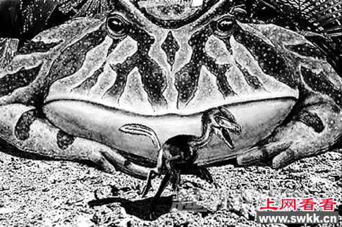 非洲人吃巨蛙佳肴面临灭绝_0