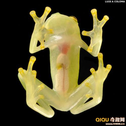 [多图]南美洲大陆再次发现新物种