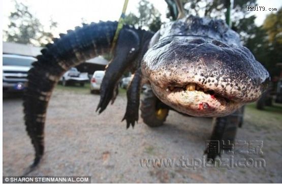 美国居民捕到一千余磅重巨鳄 惊呆小伙伴儿