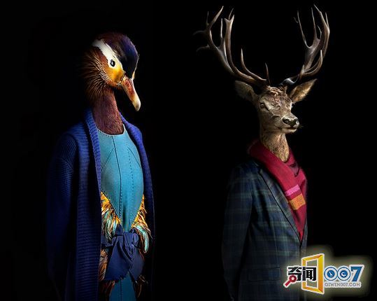 当动物穿上了时装，变成衣冠禽兽