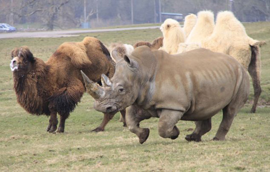 骆驼爸爸护子狠咬犀牛臀部