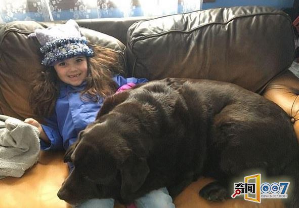 拉布拉多犬瘦身记:成功减重56斤变苗条