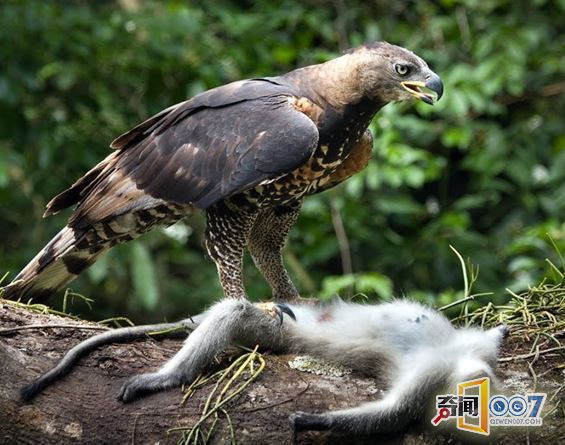 丛林发现奇怪身影,拍下这样的情景