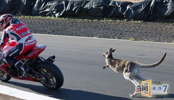 袋鼠与摩托车赛跑 险酿事故