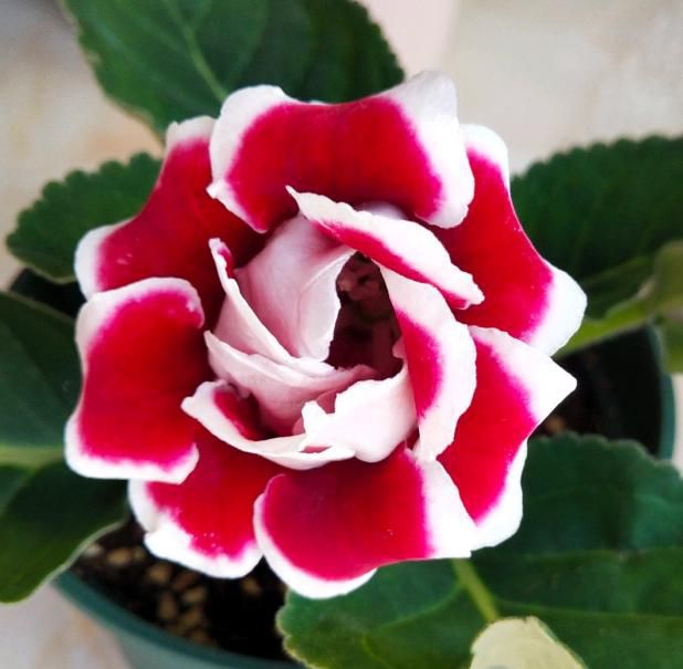 五月上旬贵人在左，财运在右，有鱼有肉有横财，花开富贵的生肖