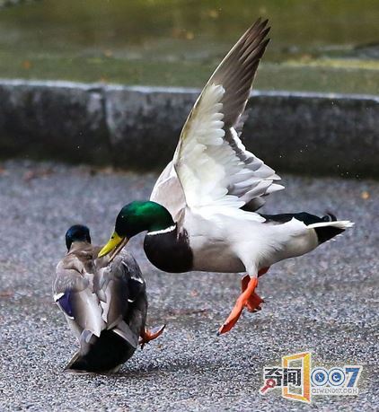 两鸭子在英国首相府前激战