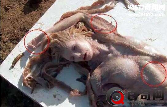 最真实的美人鱼图片，美人鱼真身恐怖吓人(嗜血怪物)