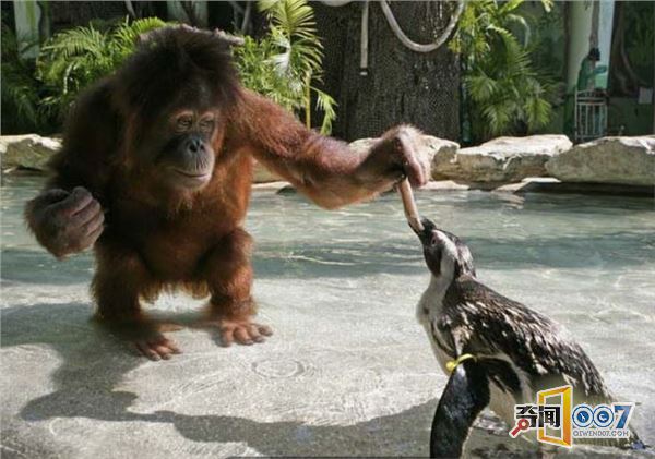 爱心爆棚：红毛猩猩喂小企鹅吃鱼，满满都是爱