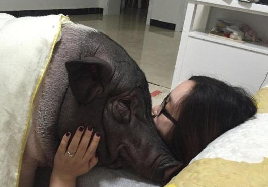美女都让猪给拱了 竟与猪一起睡