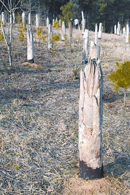 贵州神秘UFO事件 不明飞行物毁坏森林_0