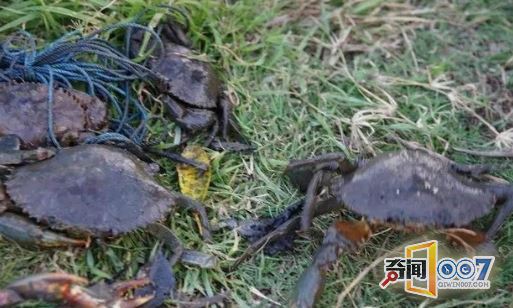 男子自制猎捕神器，抓到大堆美味