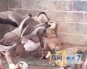 狗狗进错窝跑进鸭子堆，结果在劫难逃