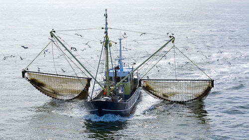 捕虾带来更多二氧化碳