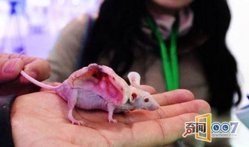 怪异小白鼠后背长着“耳朵”，原因让人意外
