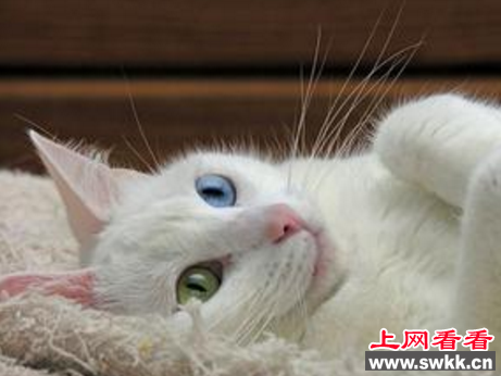 阴阳眼猫好不好