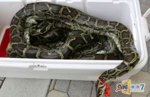 大型物种入侵,当地人为了奖金竞相捕杀