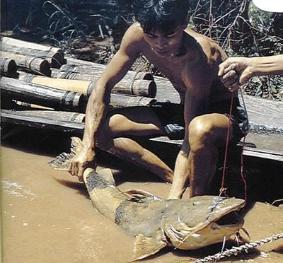 只对人肉有兴趣的凶残食人鱼类