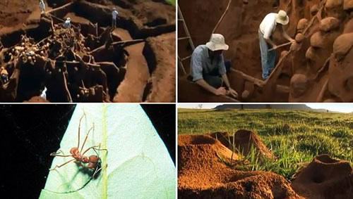 巨大地下蚂蚁王国 规模堪比中国的长城