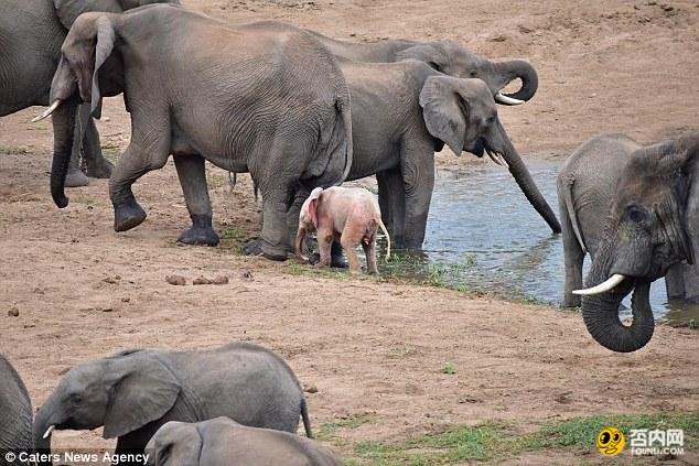 南非现罕见粉红小象