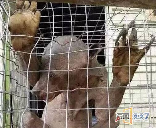 诡异!广东活捉“水鬼”真相惊人