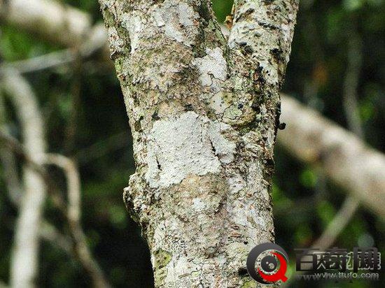 动物界伪装大师 你能否找到它？