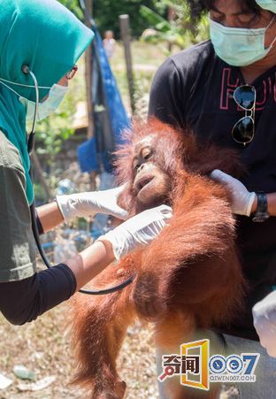 红毛猩猩被囚木箱 可怜表情令人心碎