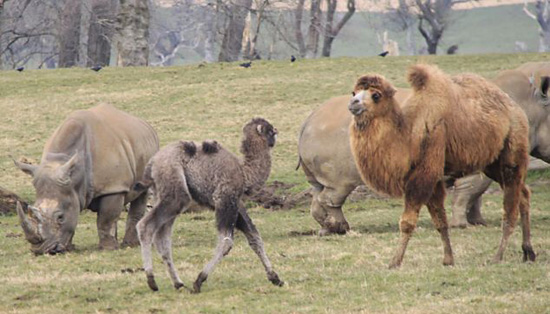 骆驼爸爸护子狠咬犀牛臀部