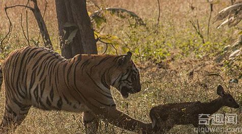 印度怀孕母老虎母爱如天 与小鹿玩耍后放生