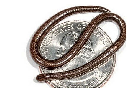 世界上最恐怖的动物