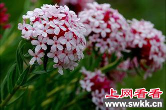 告诉你植物瑞香狼毒药材作用甚大