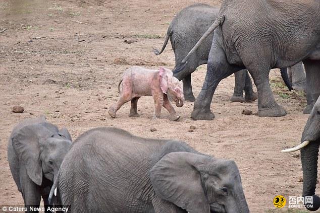 南非现罕见粉红小象