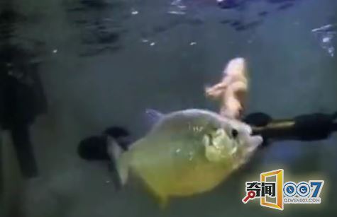 男子把青蛙放食人鱼池中，结果惨不忍睹