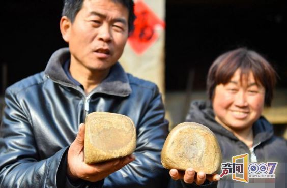 养了20年的老马去世 马肚里找到三个“马宝”