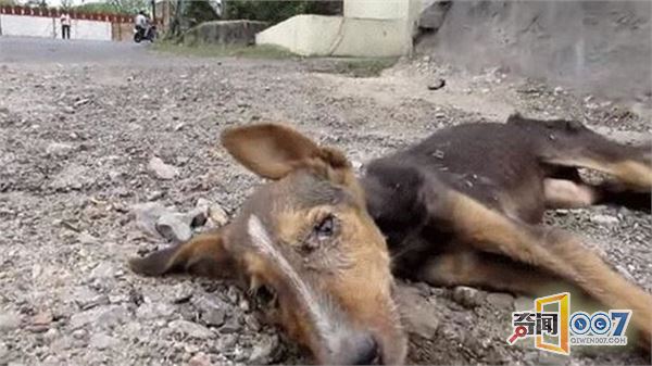 男子发现路上躺只流浪狗，本想路过却因它的动作心软了