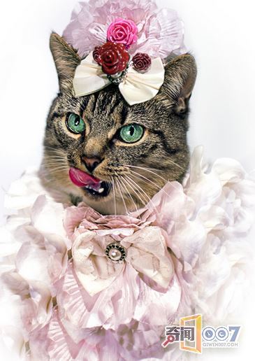 摄影师拍猫奴摄影作品，背后故事却令人感动