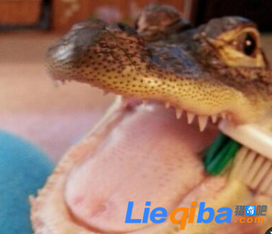 女子为鳄鱼刷牙做美甲 决心要把这种冷血动物暖化_0