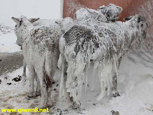 “坚强驴” 5只驴子挂满冰柱无法行走